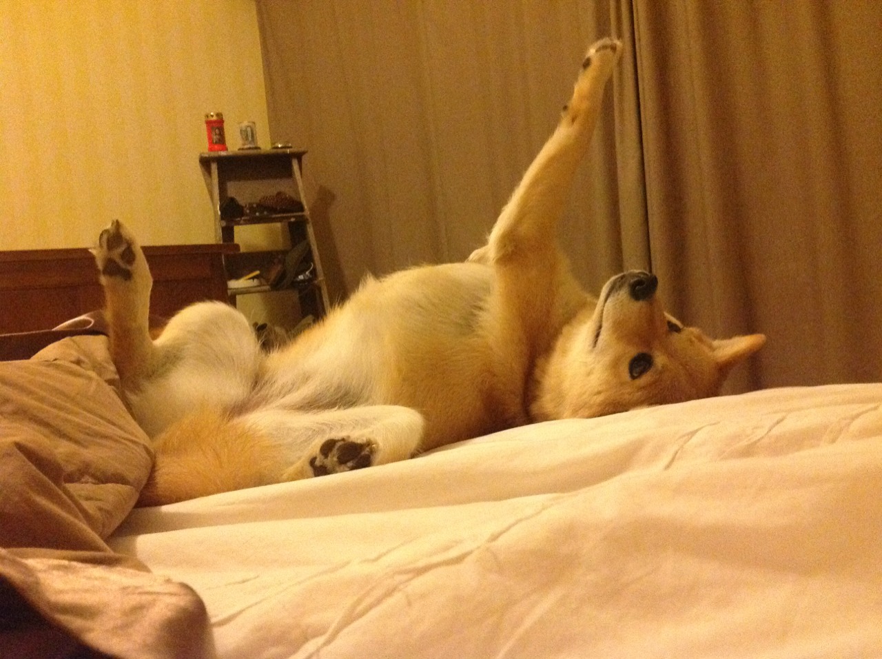 今年联盟场均得分最高的球员是谁?,联盟得分排行