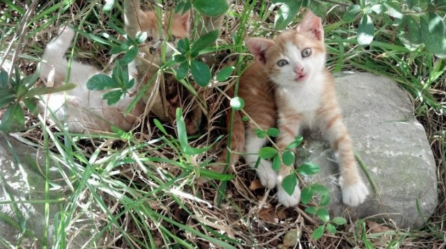 九游官网下载app下载-《CS_GO极限对决，北美地区超级杯逐梦赛场》，csgo超级联赛